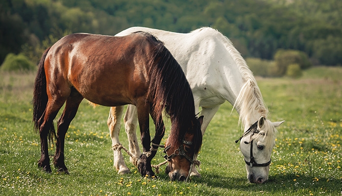 Viande de cheval : la plate-forme vétérinaire Calypso facilite l’exclusion d’un équidé de la filière bouchère 